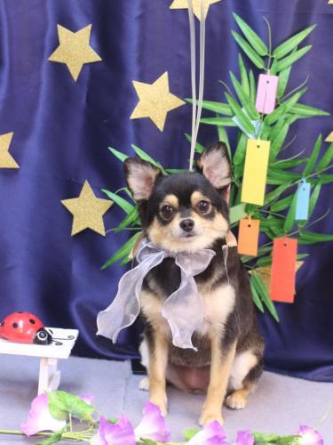 20230729ももちゃん